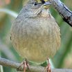 Golden-crowned Sparrow